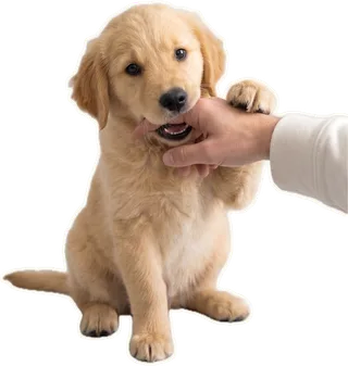 Puppy mouthing a hand
