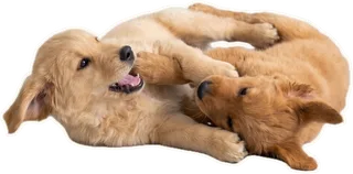 Two puppies play-fighting