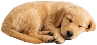 Puppy asleep