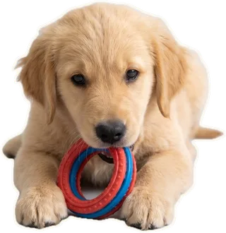 Puppy chewing a ring toy