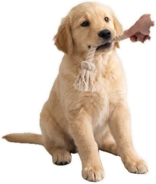 Puppy biting a tug toy